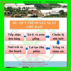 QUY TRÌNH SẢN XUẤT HẠT GIỐNG LAI F1 CHỦ ĐẠO