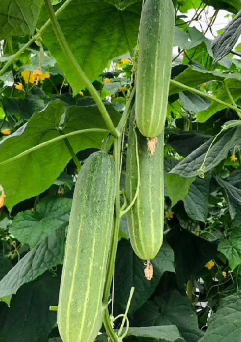 F1 HYBRID MELON SEED GROUP